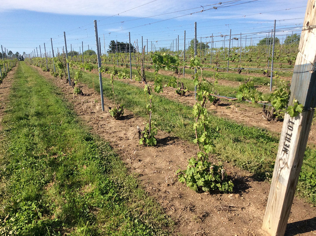 Fruitful shoots emerging from V. vinifera 'Merlot' 